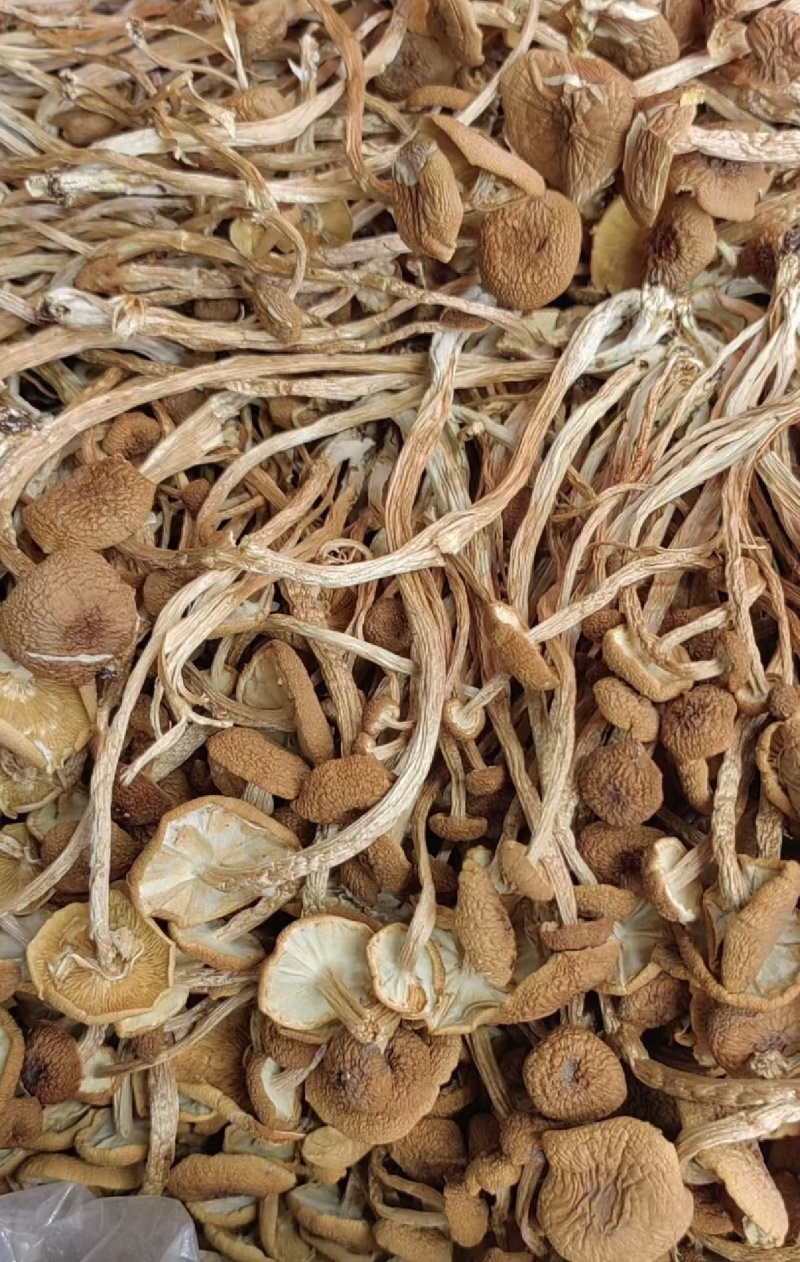 茶树菇大量现货厂地直销规格齐全全国发货欢迎合作