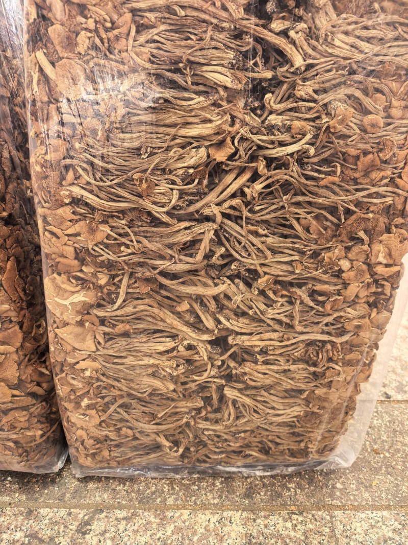 茶树菇大量现货厂地直销规格齐全全国发货欢迎合作