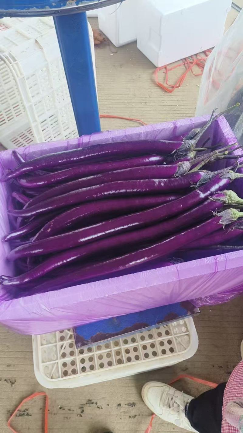 红线茄现摘现发品质优可视频看货可以代发全国市场欢迎咨询