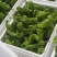 芜湖椒大量上市基地直供品质优可视频看货欢迎咨询来电