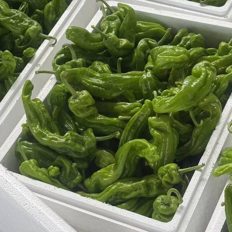 芜湖椒大量上市基地直供品质优可视频看货欢迎咨询来电