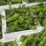 芜湖椒大量上市基地直供品质优可视频看货欢迎咨询来电
