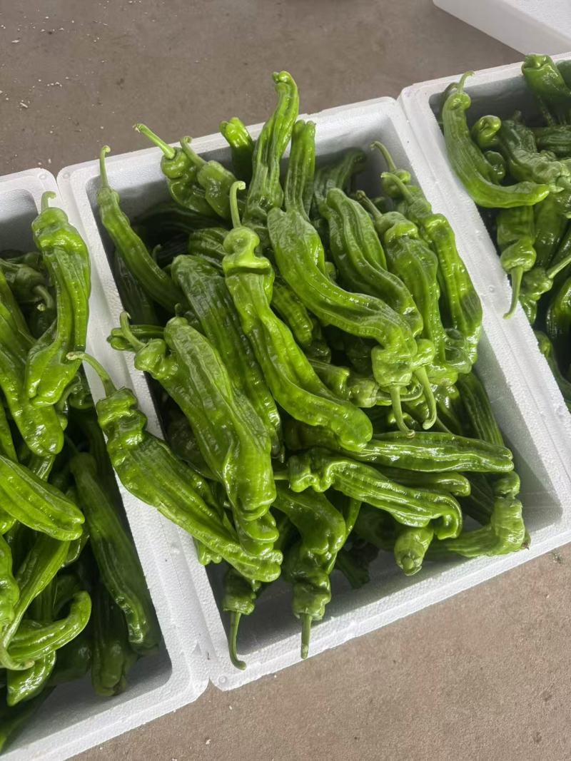 芜湖椒大量上市基地直供品质优可视频看货欢迎咨询来电