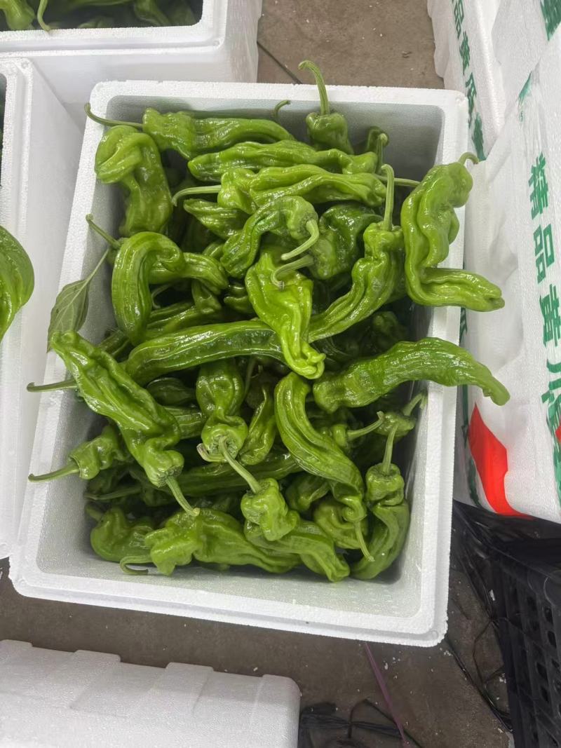 芜湖椒大量上市基地直供品质优可视频看货欢迎咨询来电