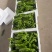 芜湖椒大量上市基地直供品质优可视频看货欢迎咨询来电