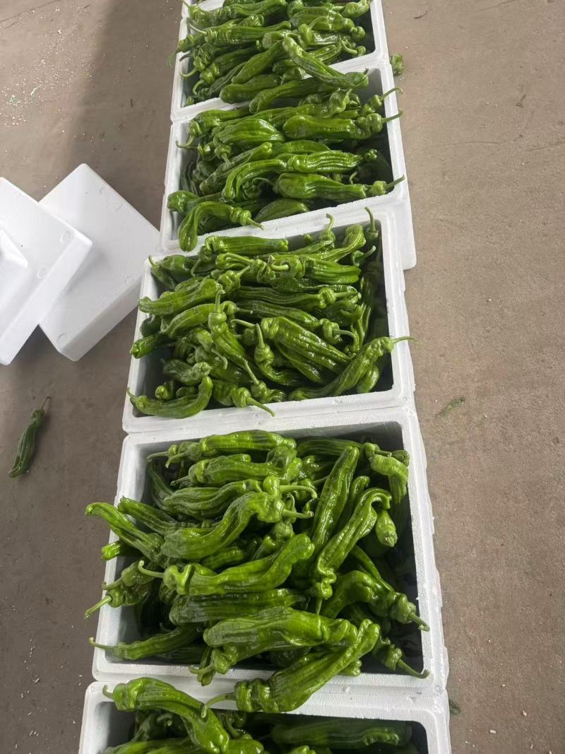 芜湖椒大量上市基地直供品质优可视频看货欢迎咨询来电