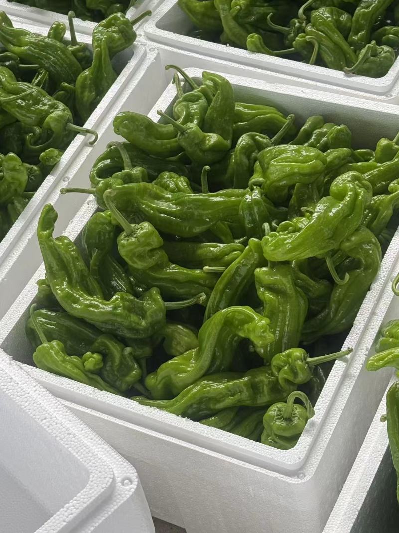 芜湖椒大量上市基地直供品质优可视频看货欢迎咨询来电