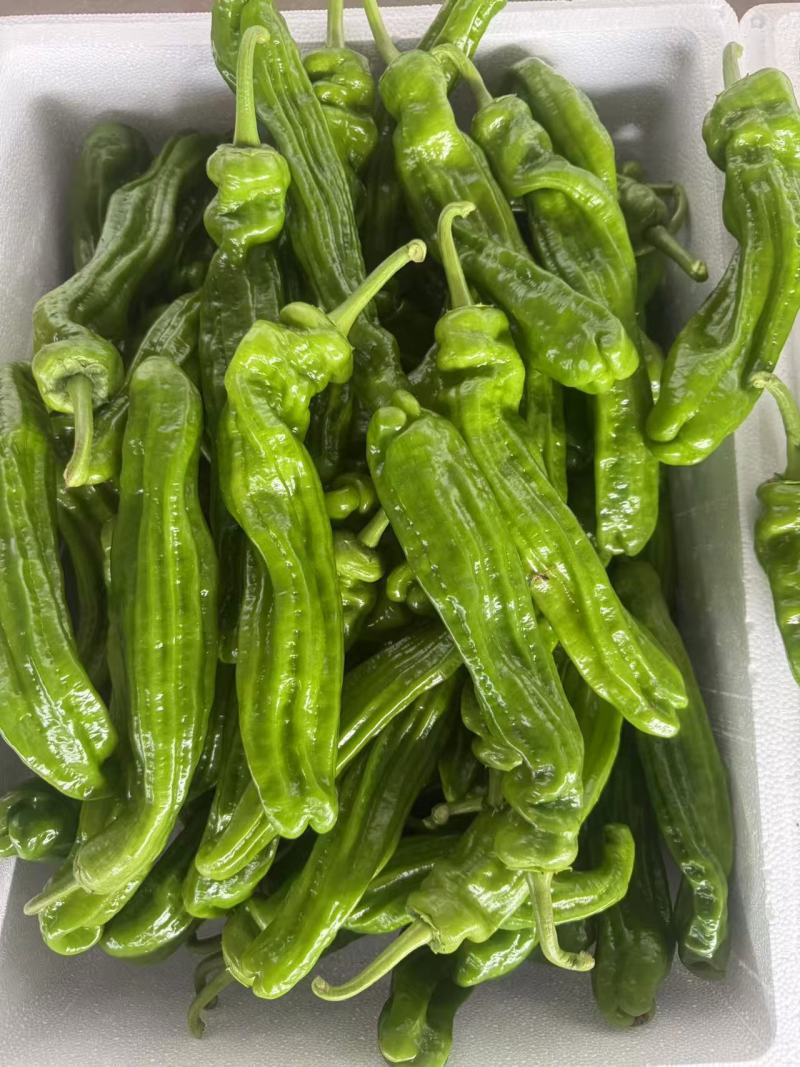 芜湖椒大量上市基地直供品质优可视频看货欢迎咨询来电