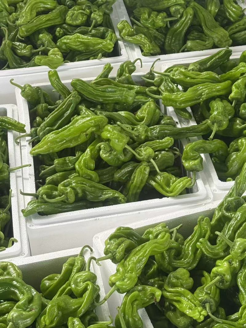 芜湖椒大量上市基地直供品质优可视频看货欢迎咨询来电