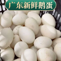 精选广东土鹅蛋，散黄蛋，大量现货，欢迎咨询选购，诚信经营