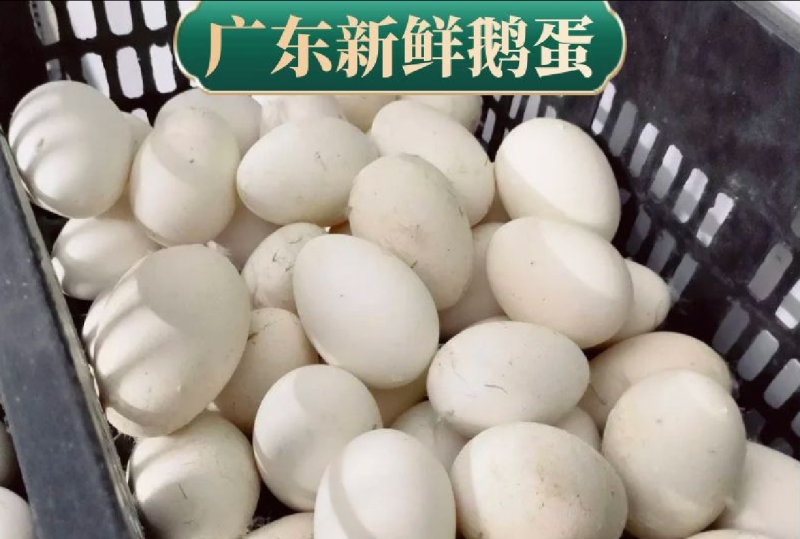 精选广东土鹅蛋，散黄蛋，大量现货，欢迎咨询选购，诚信经营