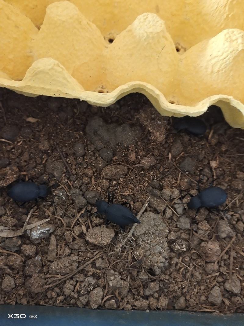 云南野生琵琶甲臭虫香姑娘高脚虫
