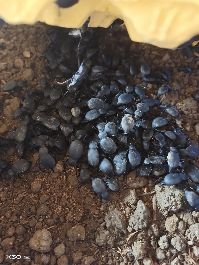 云南野生琵琶甲臭虫香姑娘高脚虫
