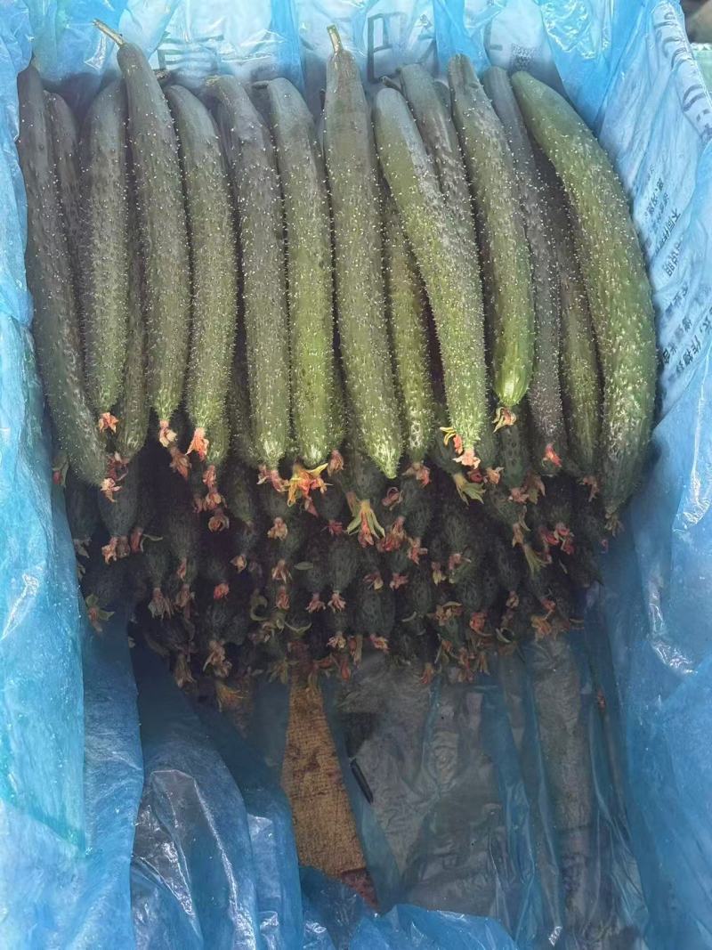 密刺黄瓜新鲜有货基地直供品质优可视频看货欢迎咨询来电