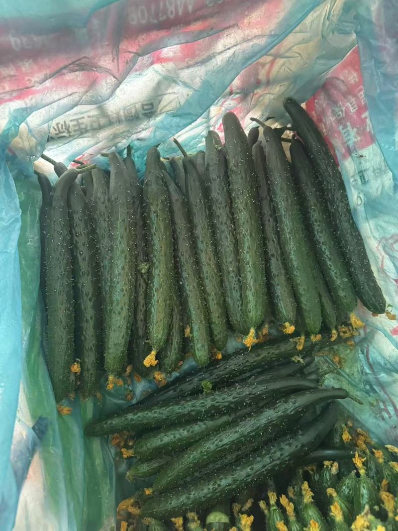 密刺黄瓜新鲜有货基地直供品质优可视频看货欢迎咨询来电