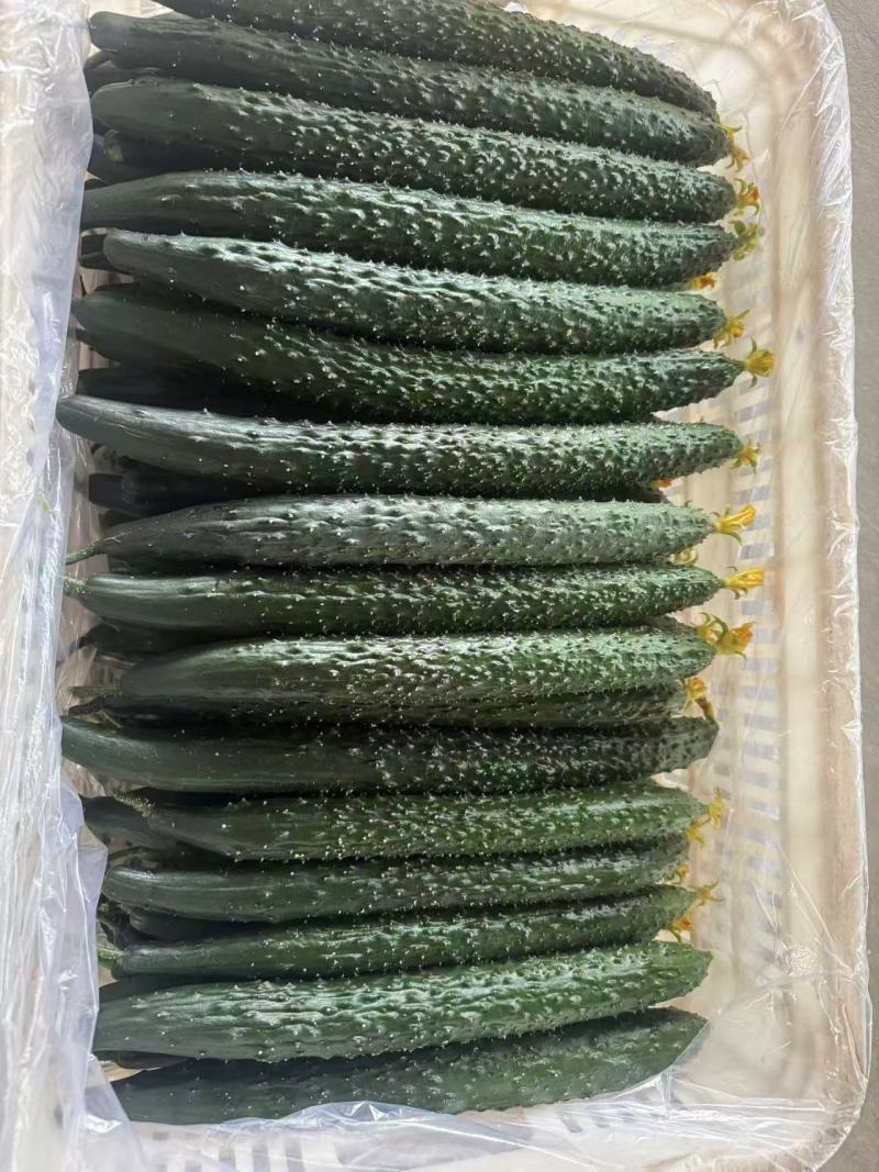 密刺黄瓜新鲜有货基地直供品质优可视频看货欢迎咨询来电
