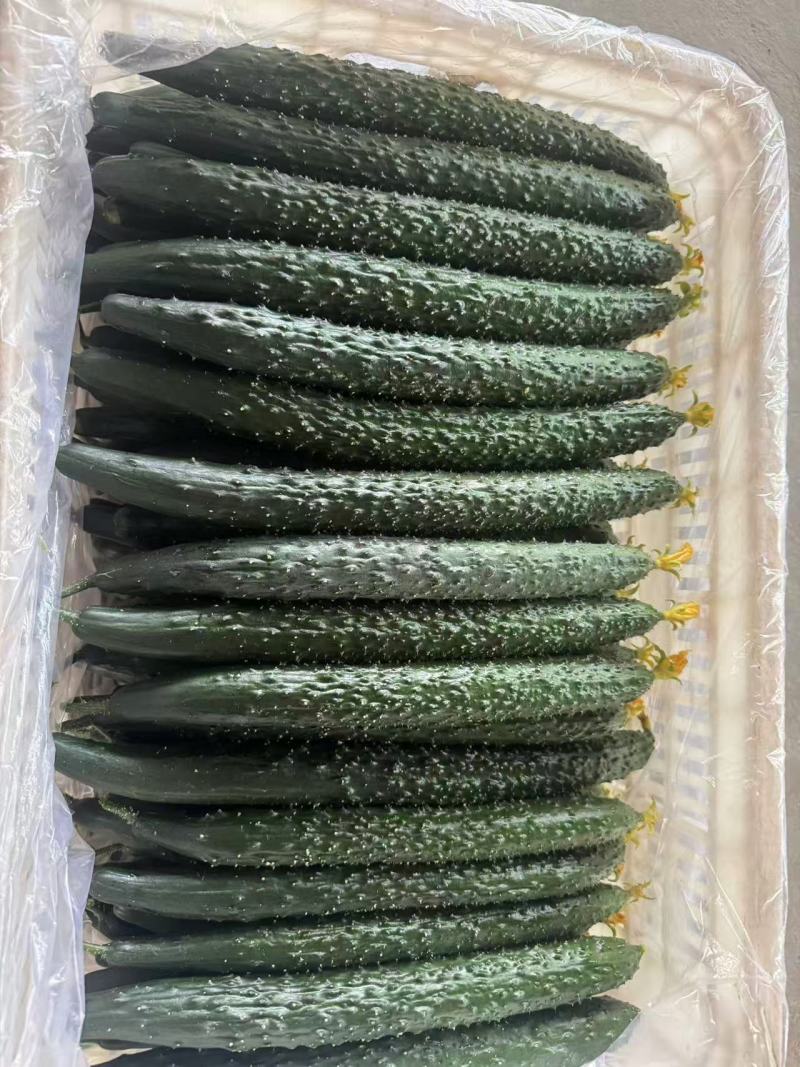 密刺黄瓜新鲜有货基地直供品质优可视频看货欢迎咨询来电
