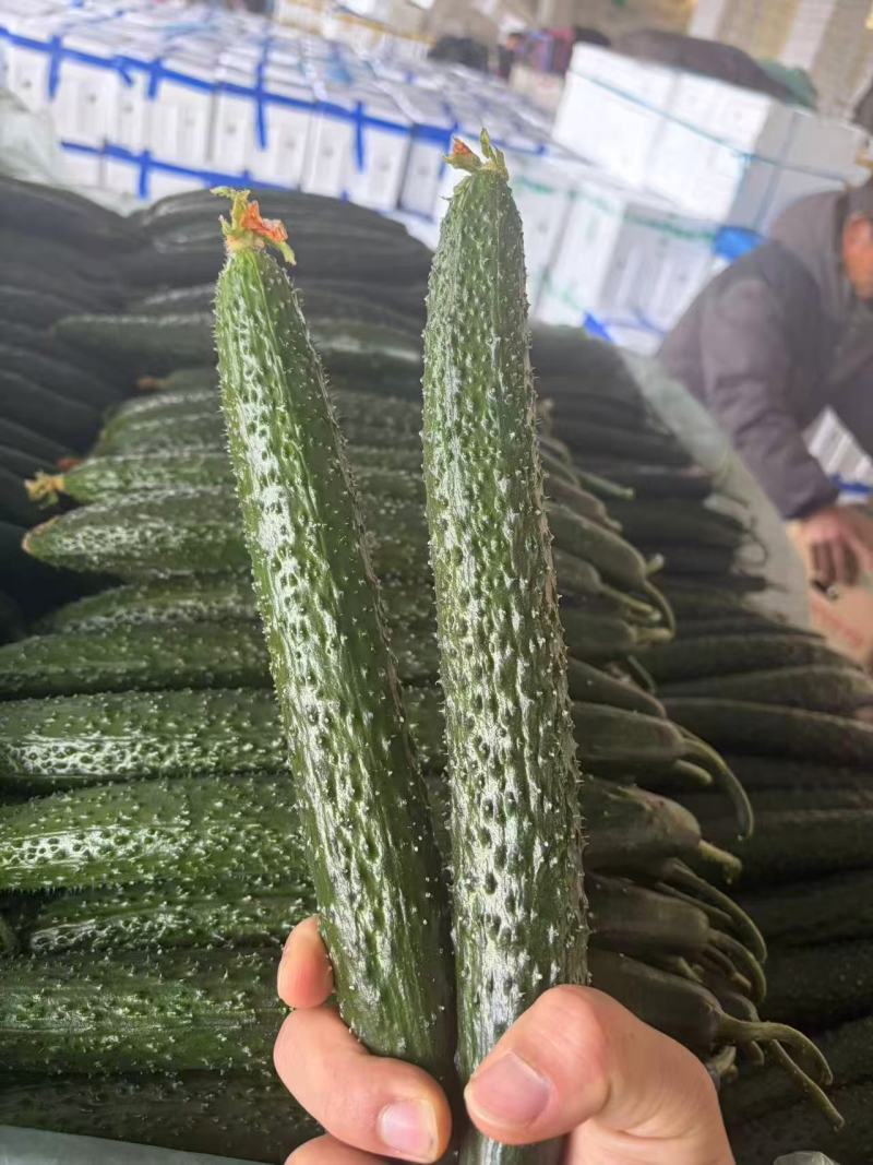 密刺黄瓜新鲜有货基地直供品质优可视频看货欢迎咨询来电