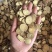 甘草片甘肃甘草多种规格过筛新货质量保证