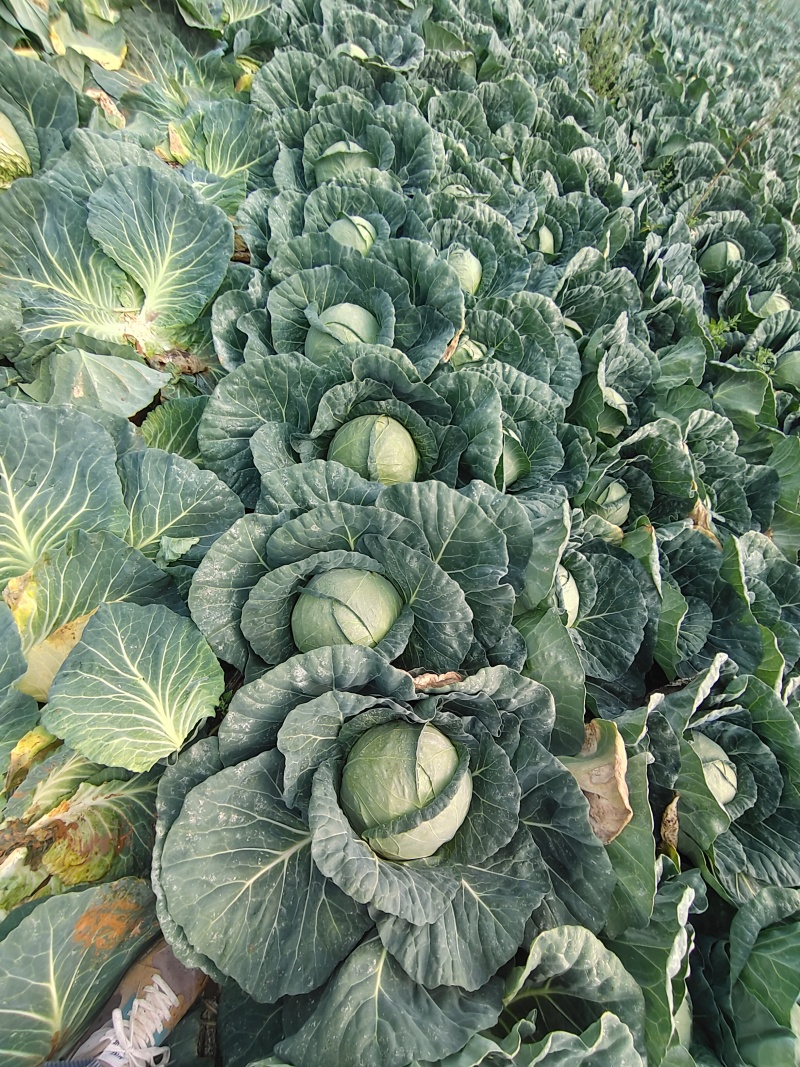 铁头白，
