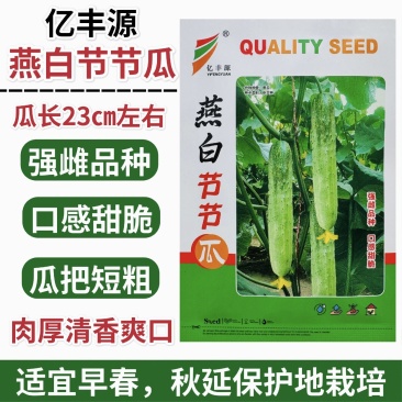 燕白节节瓜种子强雌性燕白黄瓜种子清香杂交瓜条顺直亮绿白色