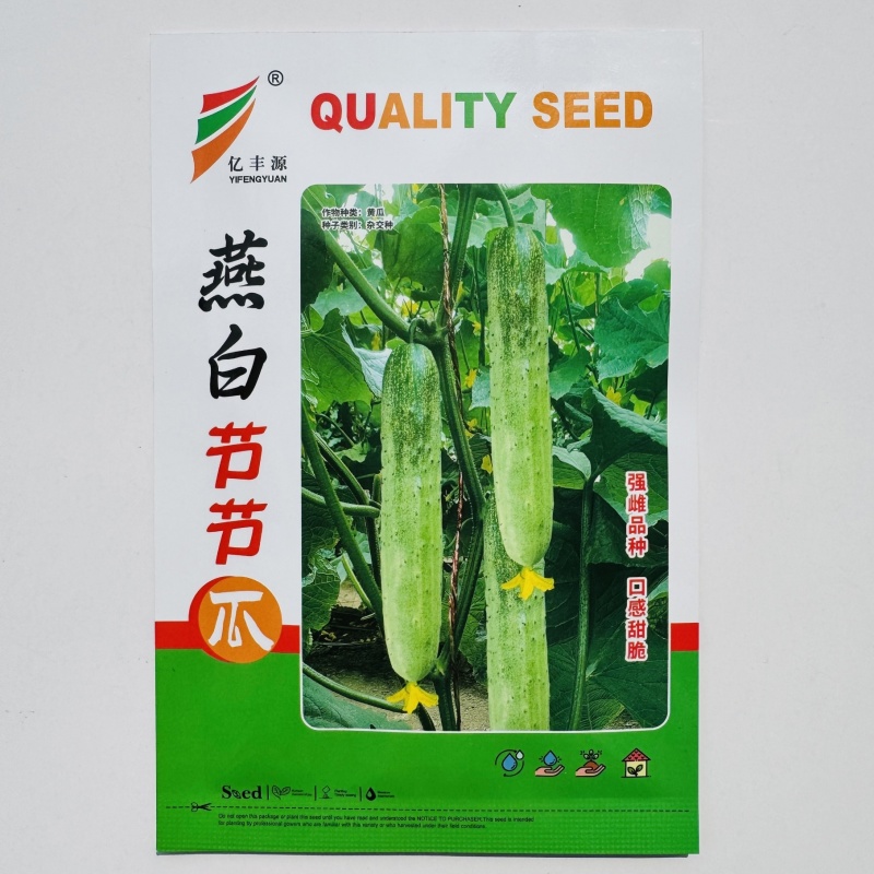 燕白节节瓜种子强雌性燕白黄瓜种子清香杂交瓜条顺直亮绿白色