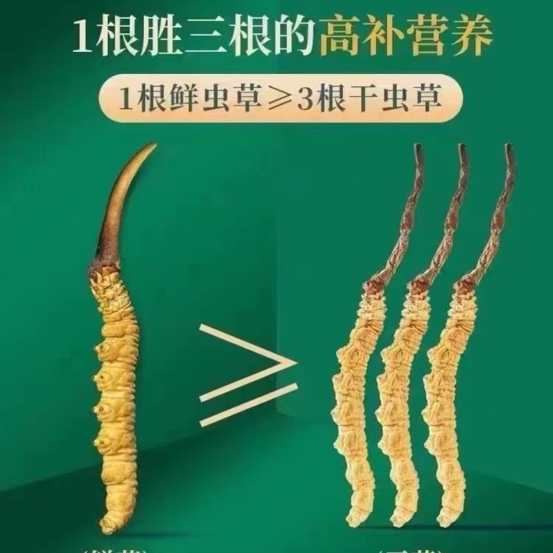 2026西藏新鲜冬虫夏草上市现挖现发48小时送达