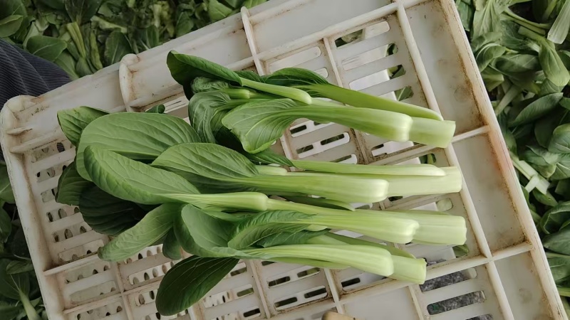 白菜苔安徽精品菜苔15~20厘米量大从优欢迎来电