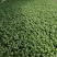 白菜苔安徽精品菜苔15~20厘米量大从优欢迎来电