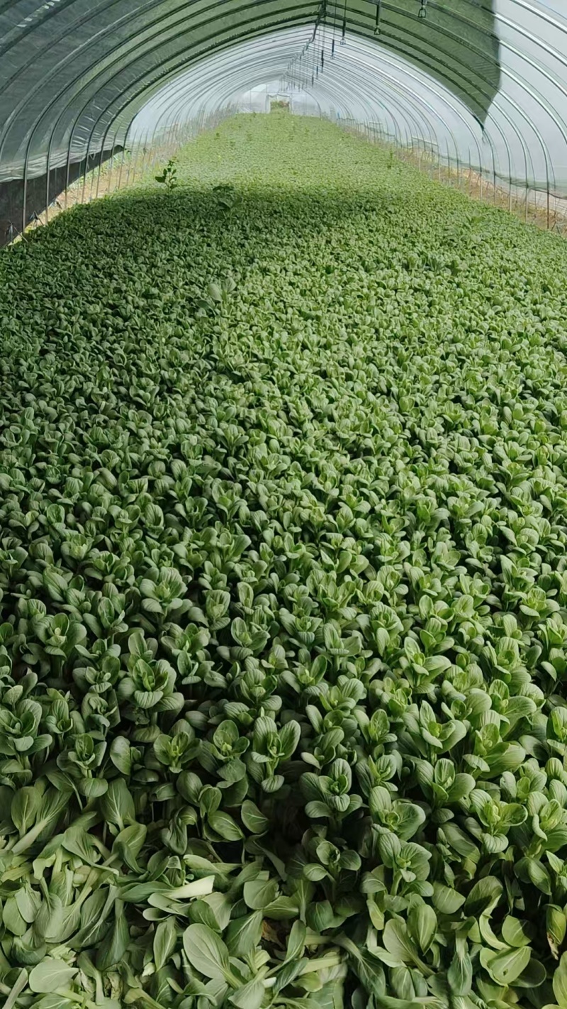 白菜苔安徽精品菜苔15~20厘米量大从优欢迎来电