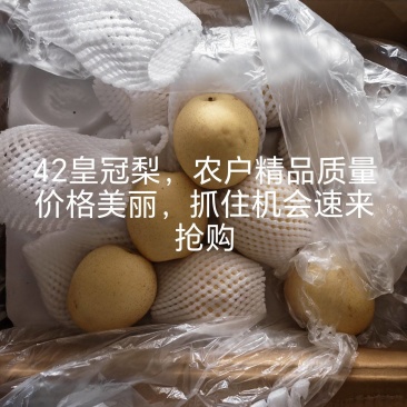 精品农户质量皇冠梨，货好价格低，有需要欢迎咨询