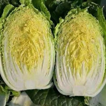 黄心白菜大量有货基地直供品质优可视频看货欢迎咨询来电
