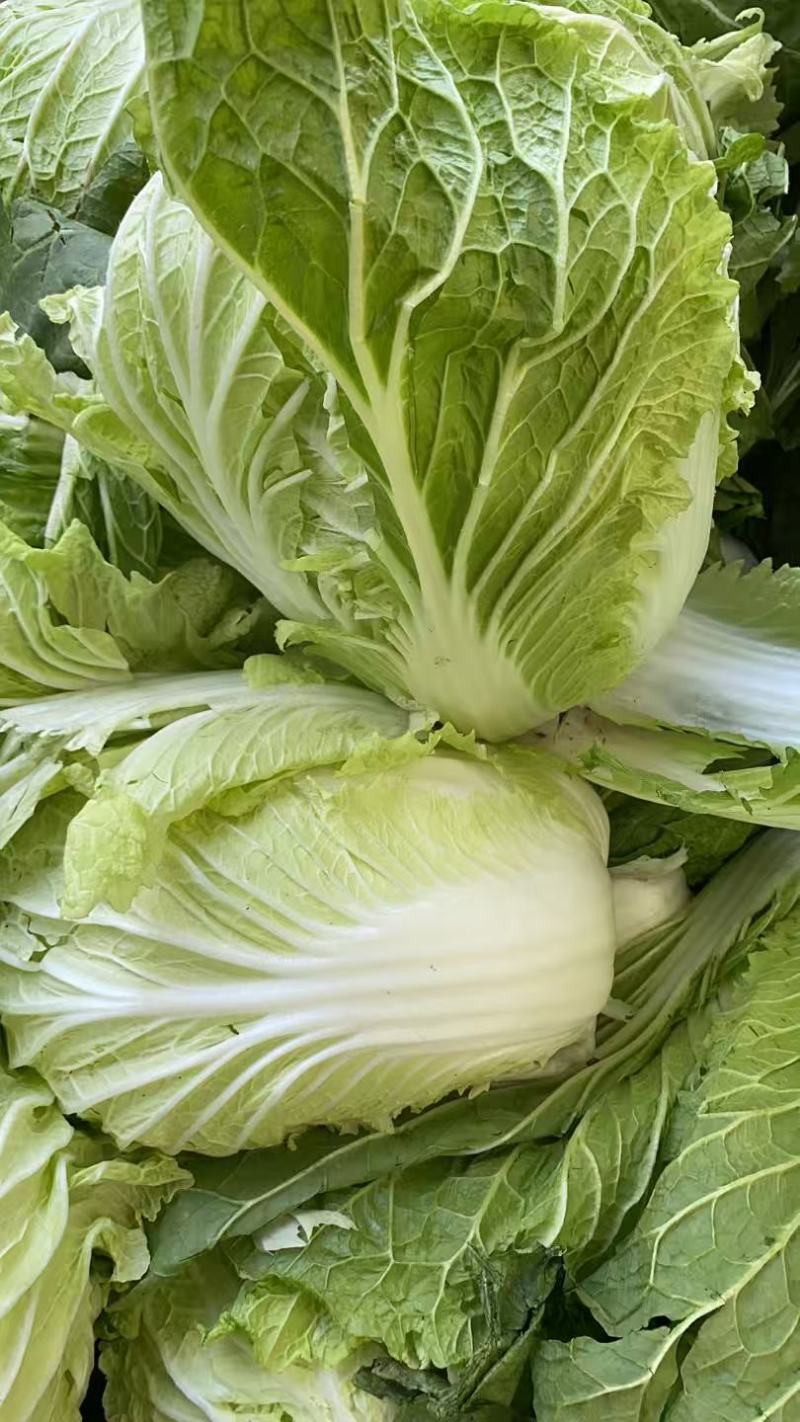 黄心白菜大量有货基地直供品质优可视频看货欢迎咨询来电
