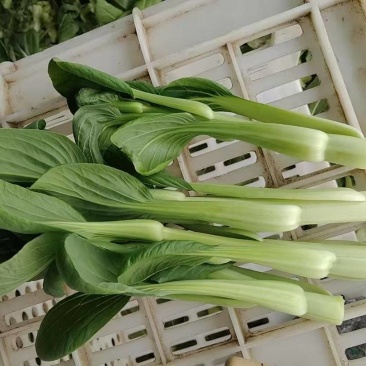 安徽白菜苔大量接单产地直发量大从优欢迎来电咨询