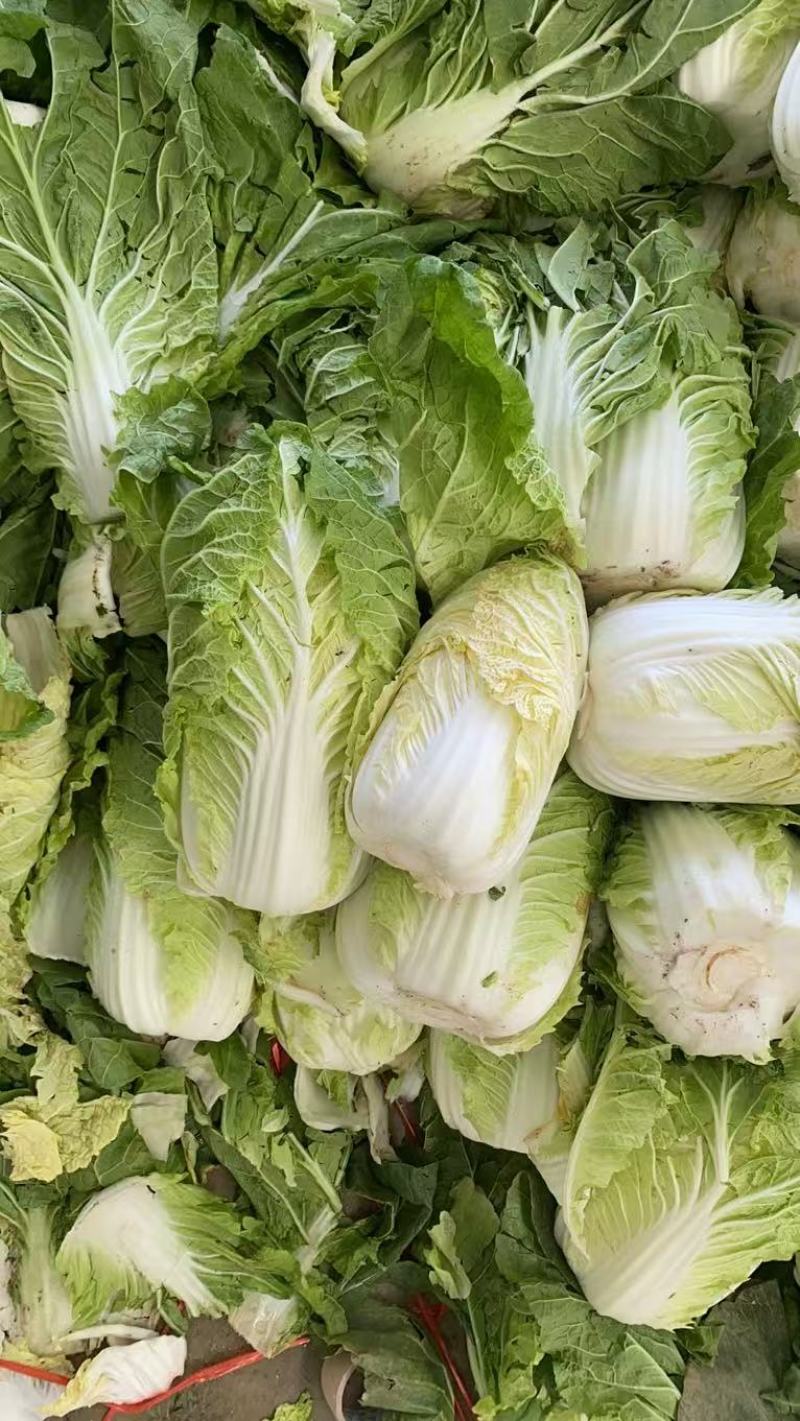黄心白菜大量有货基地直供品质优可视频看货欢迎咨询来电
