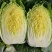 黄心白菜大量有货基地直供品质优可视频看货欢迎咨询来电
