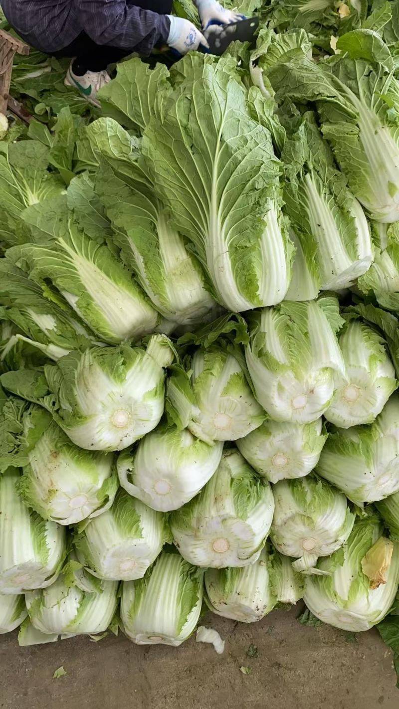 黄心白菜大量有货基地直供品质优可视频看货欢迎咨询来电