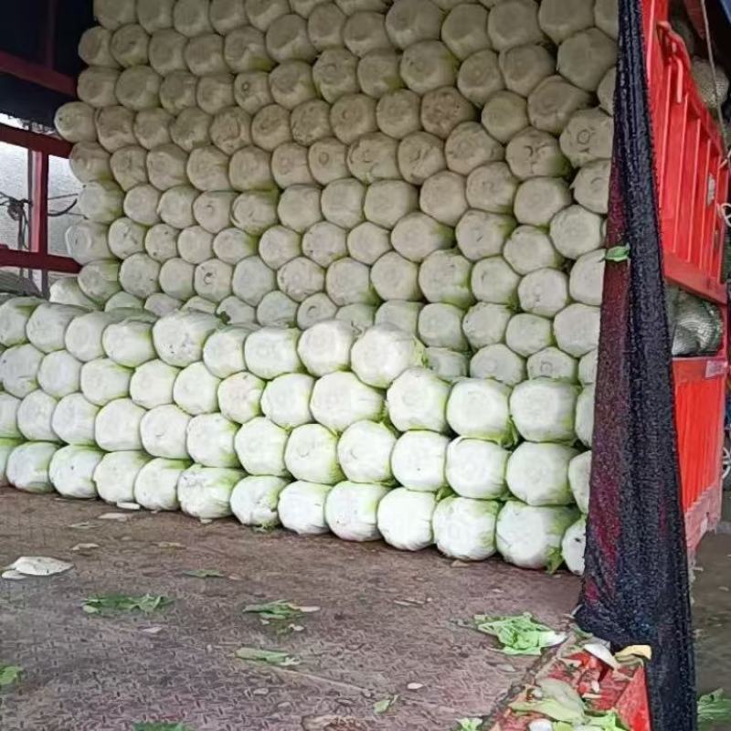 黄心白菜大量有货基地直供品质优可视频看货欢迎咨询来电