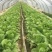 黄心白菜大量有货基地直供品质优可视频看货欢迎咨询来电