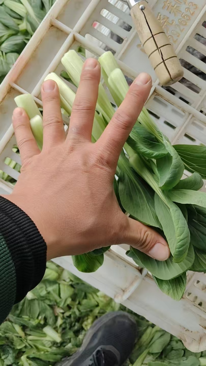安徽白菜苔大量接单产地直发量大从优欢迎来电咨询
