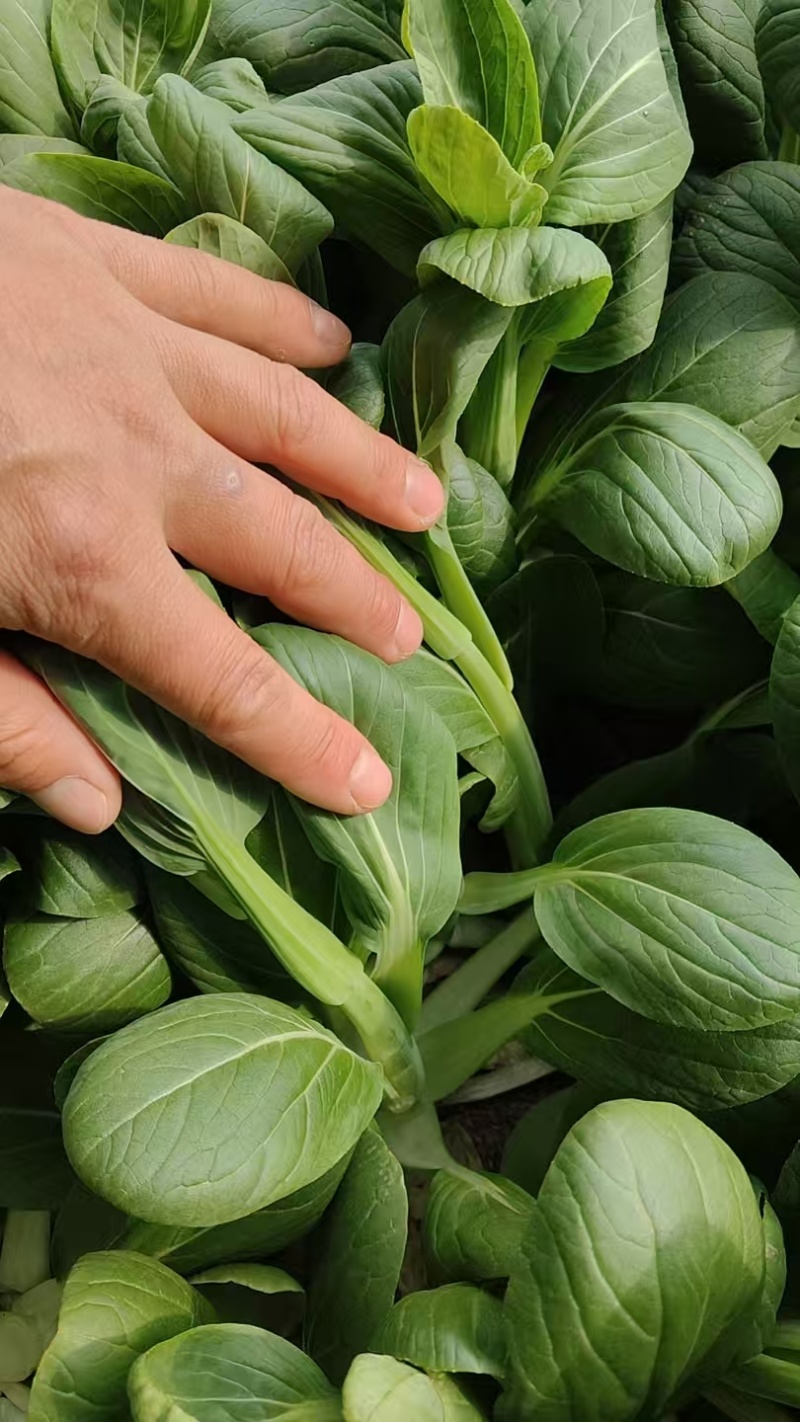 安徽白菜苔大量接单产地直发量大从优欢迎来电咨询
