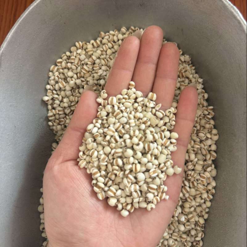 薏米薏米仁产地贵州实物拍摄大量现货