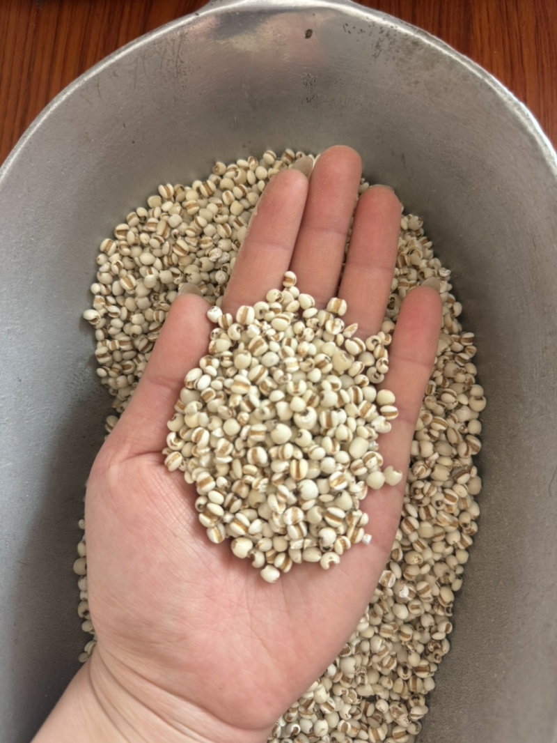 薏米薏米仁产地贵州实物拍摄大量现货