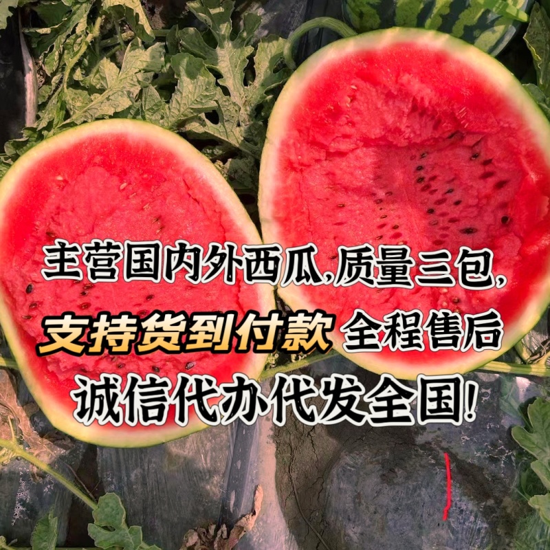 东北大棚甜王大掉价，价格便宜，3，4毛钱大量有货，质量三