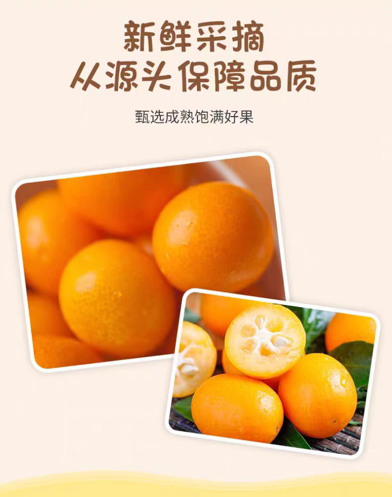 冰糖小金桔现货