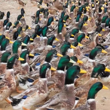 【厂家直销】大种麻鸭苗,麻鸭苗,产地直销防疫齐全货到付款