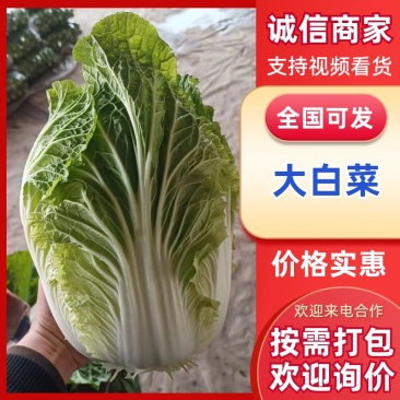 山东大白菜/产区直发/货源充足/大量现货/欢迎采购