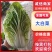 山东大白菜/产区直发/货源充足/大量现货/欢迎采购