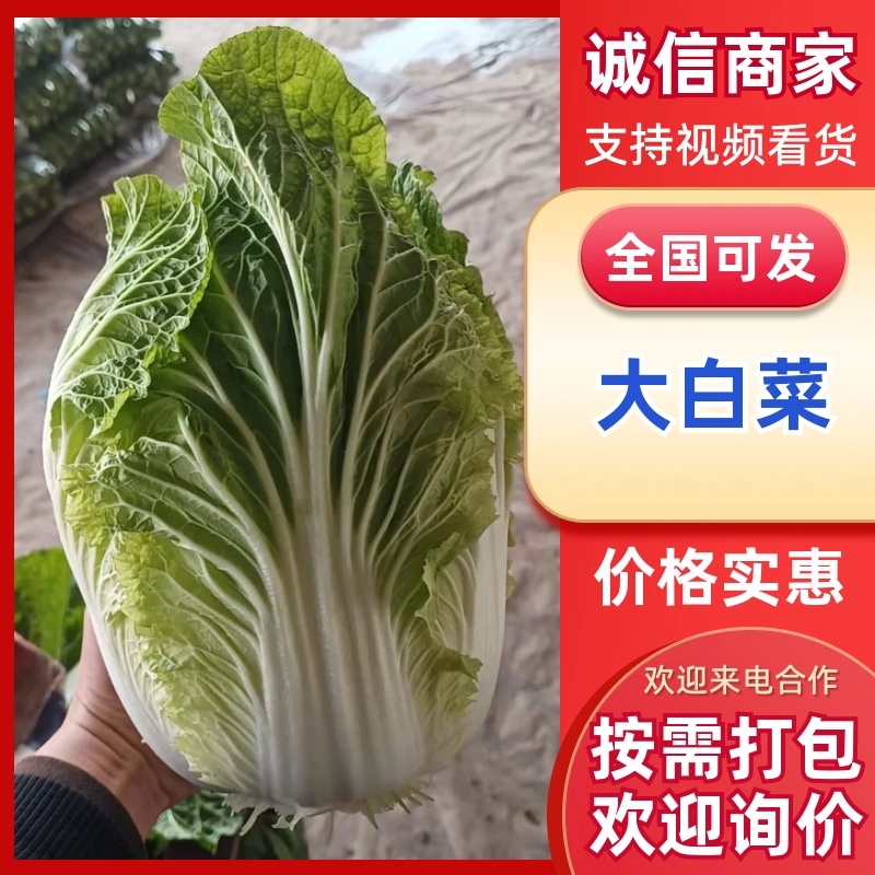 山东大白菜/产区直发/货源充足/大量现货/欢迎采购