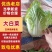 山东大白菜/产区直发/货源充足/大量现货/欢迎采购